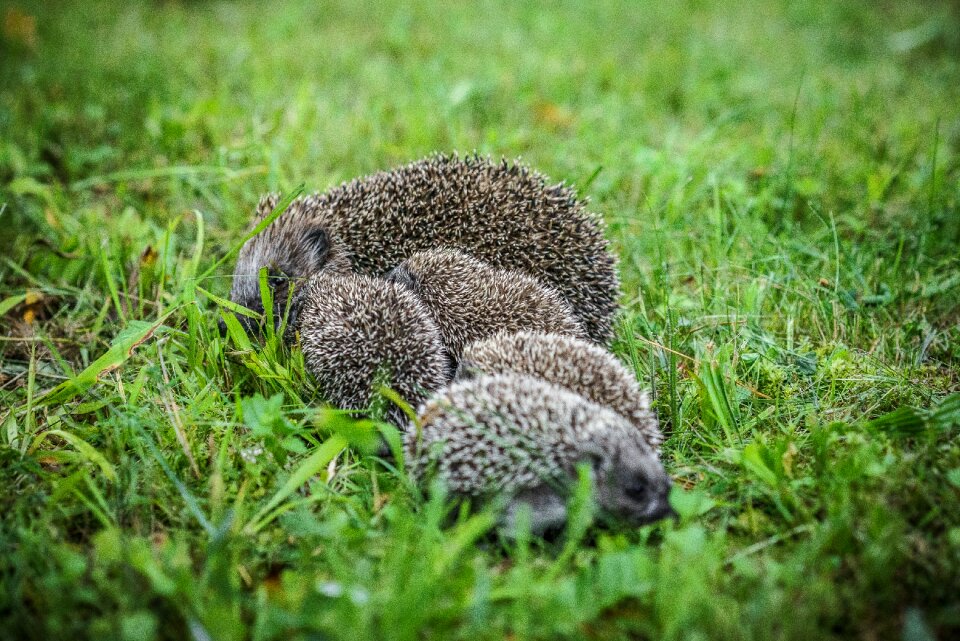 Cute porcupine babies porcupine grass photo