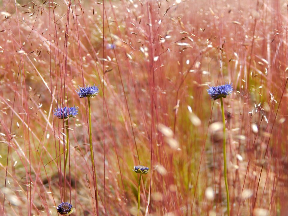 Summer meadow flowers nature