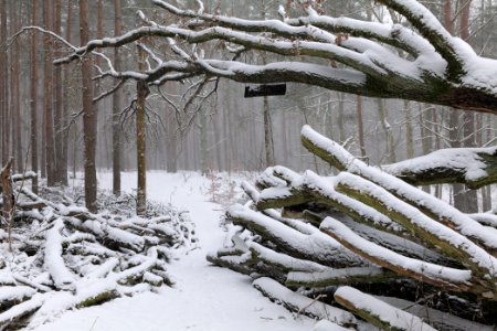 Natural monument fallen oak Caputher See in Lienewitz-Caputher Seen- und Feuchtgebietskette with snow 2021-02-07 06