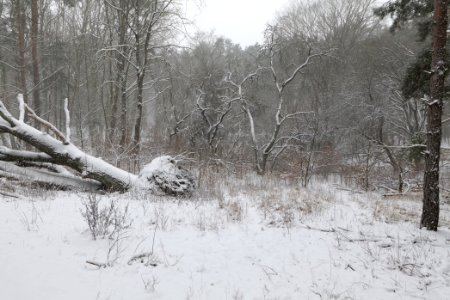 Natural monument fallen oak Caputher See in Lienewitz-Caputher Seen- und Feuchtgebietskette with snow 2021-02-07 08