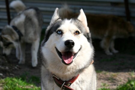 Different eyes husky animals