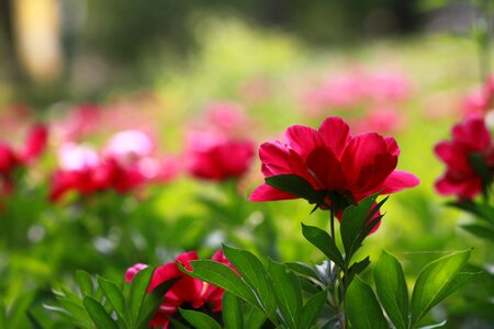 Flowers petal leaf photo