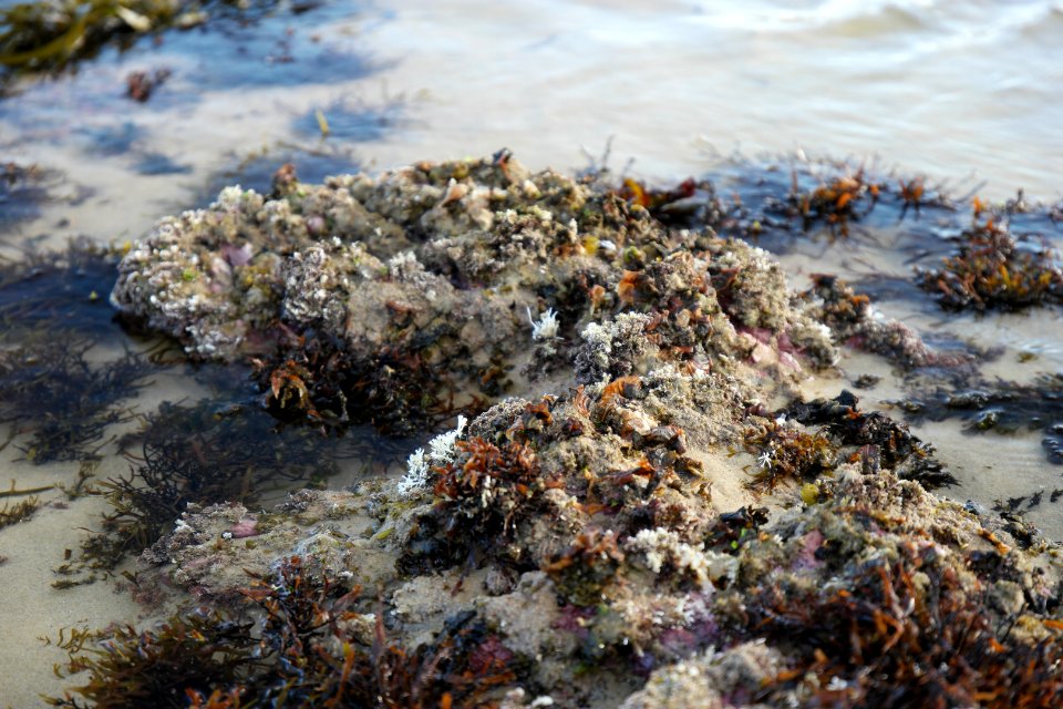 Mystery Bay, Eurobodalla National Park, New South Wales, Australia 31