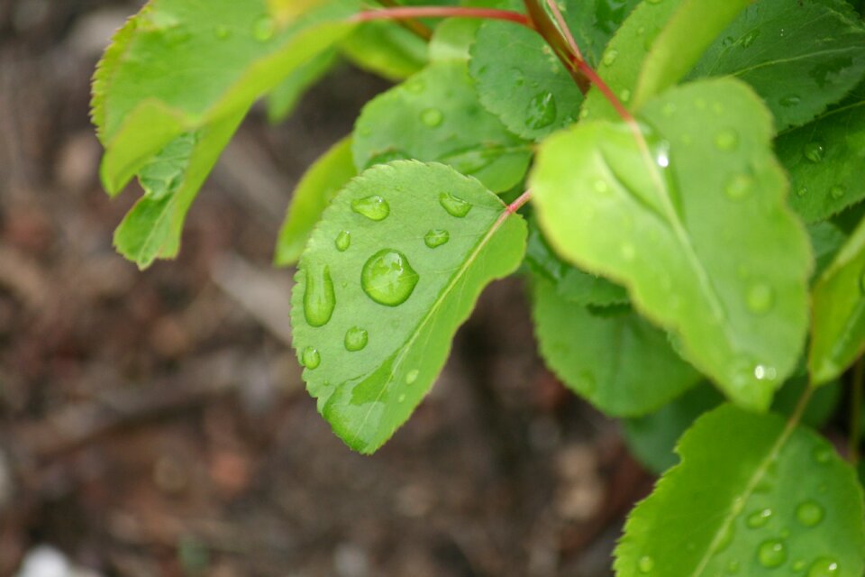Drops of water sheet autumn
