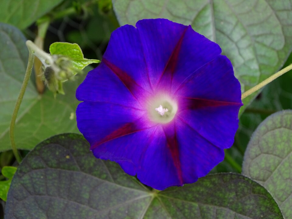 Violet purple pageantry winds imopea purpurea