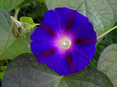 Violet purple pageantry winds imopea purpurea