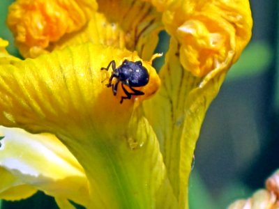 Mononychus punctum-album (Iris Seed Weevil), Arnhem, the Netherlands photo