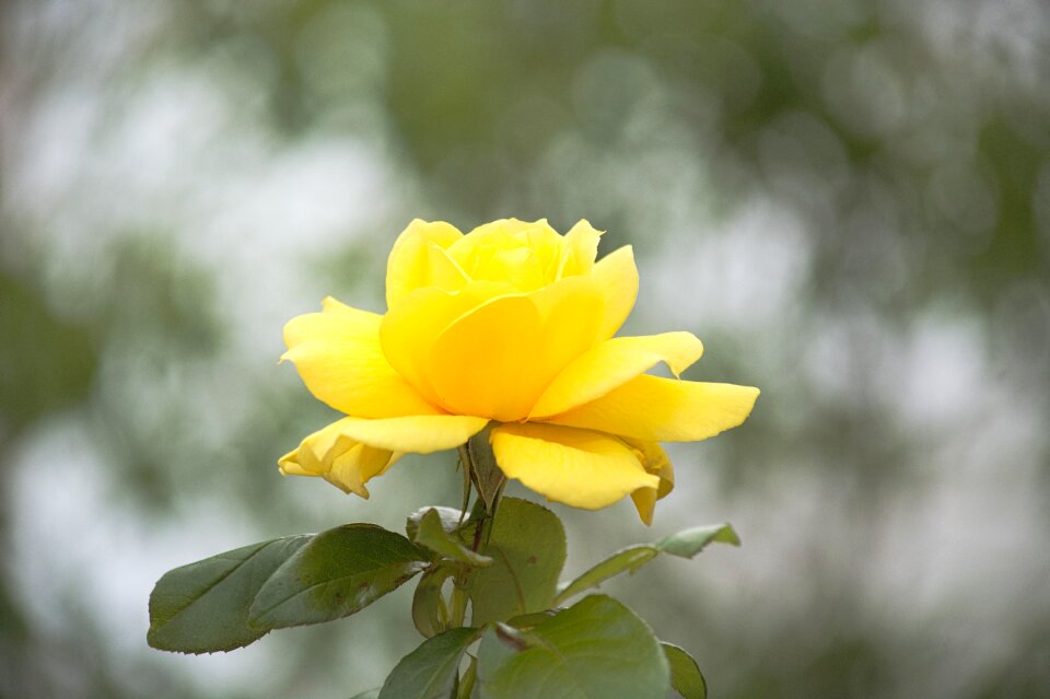 Flower summer outdoor