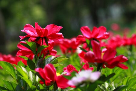 Flowers petal leaf photo