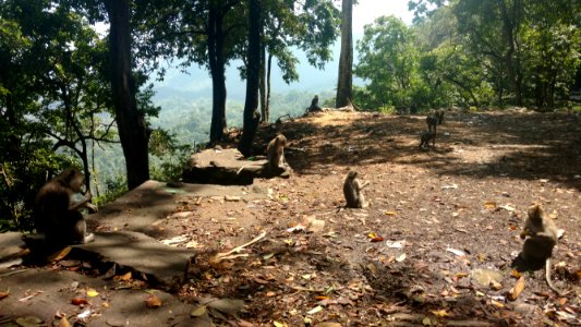 Monkeys in Lombok island