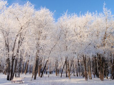 Frost beauty landscape