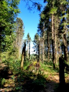 Monnikenbos - 3