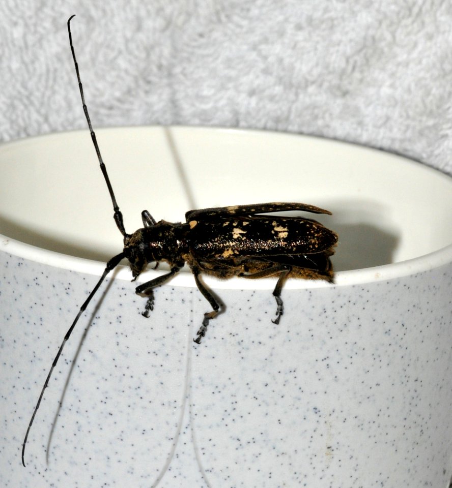 Monochamus-sartor-03-fws