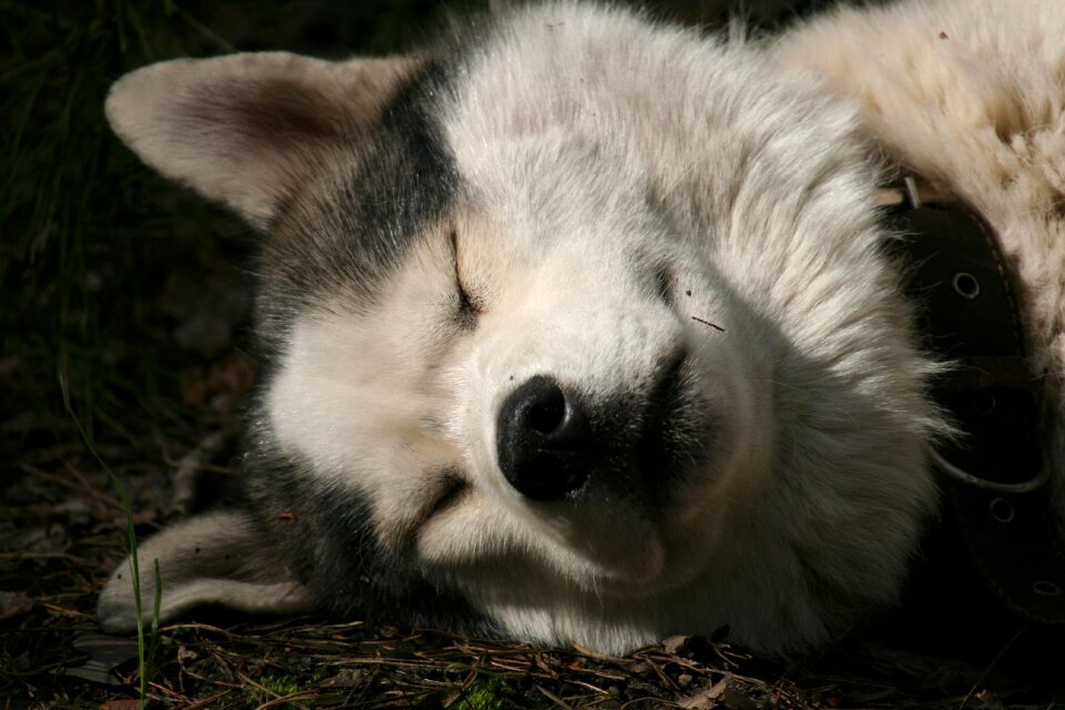 Husky dream quiet hours