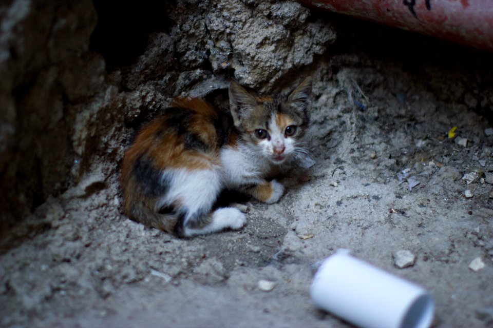 Nablus Street Kitten Victor 2011 -1-118