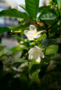 Jasmine morning sun white