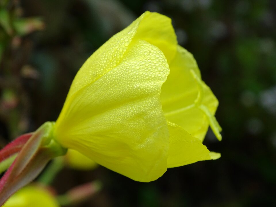 Dew morgentau drop of water