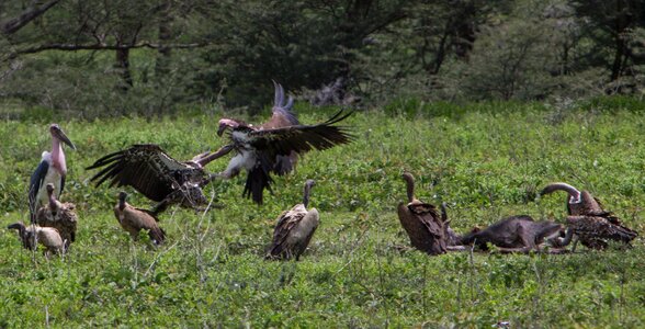 Fauna nature wildlife