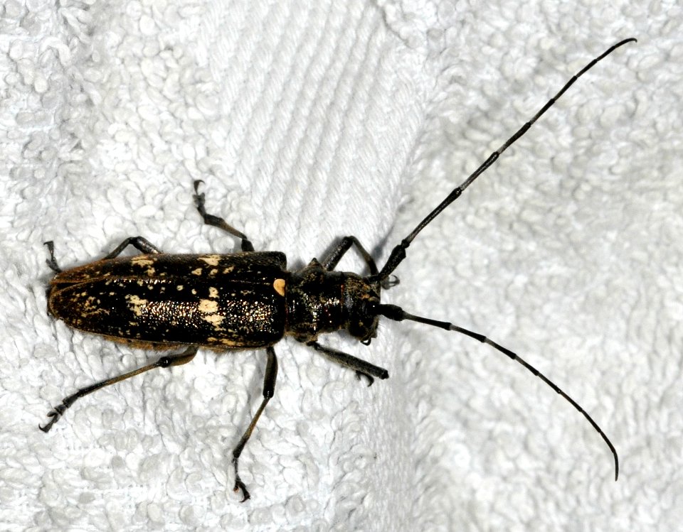 Monochamus-sartor-06-fws