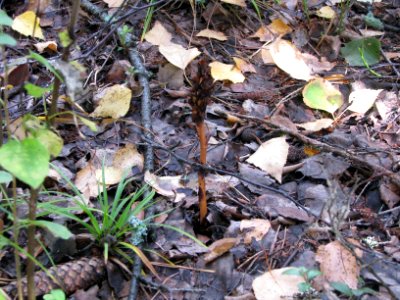 Monotropa hypopitys 9144