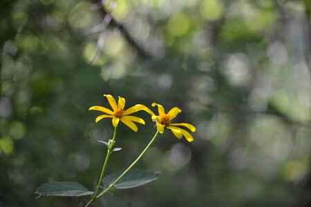 Blooming yellow plant