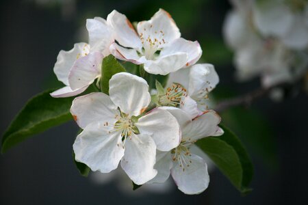 Forest apple tree closeup