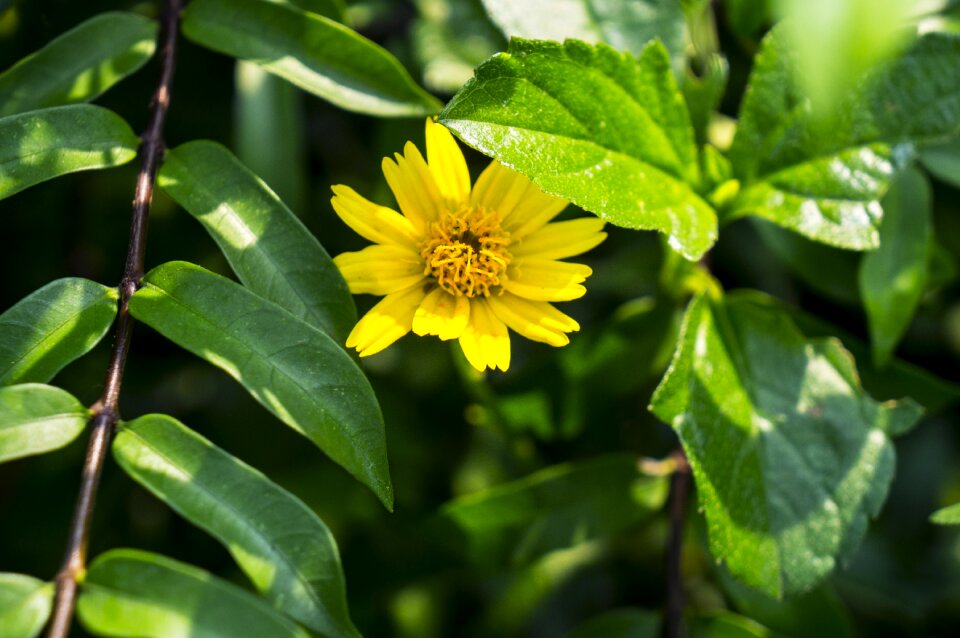 Green leaf natural yellow