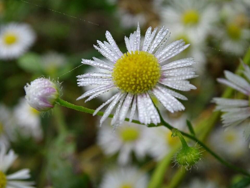 Occupation herb white asteraceae wild flower