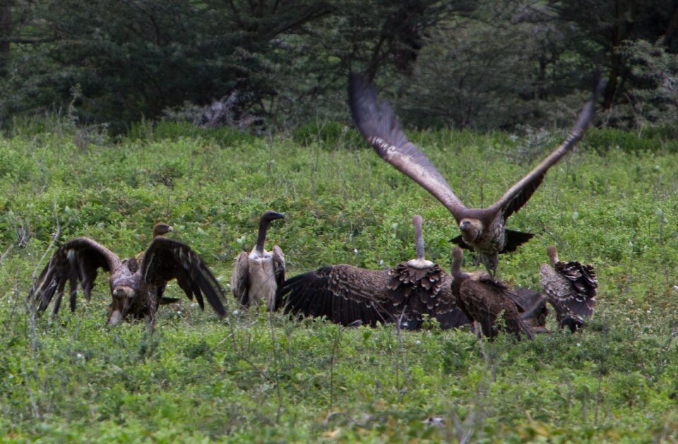 Wild wildlife tanzania