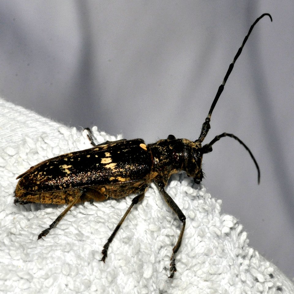 Monochamus-sartor-13-fws