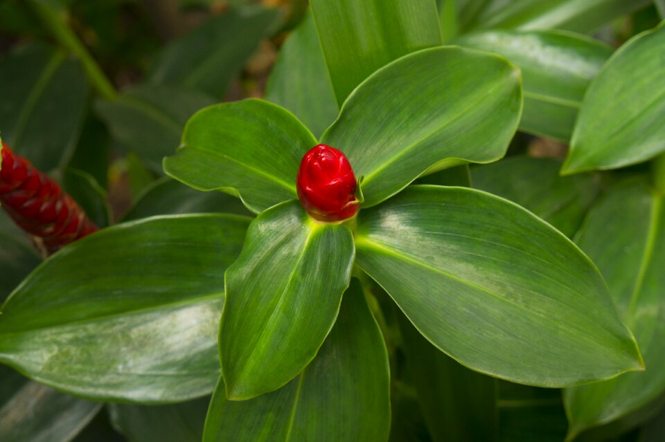 Red flowers green leaf natural