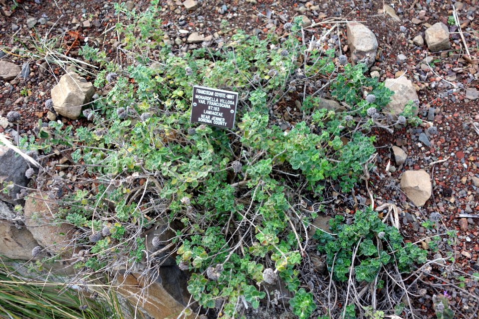Monardella villosa subsp. franciscana - Regional Parks Botanic Garden, Berkeley, CA - DSC04510