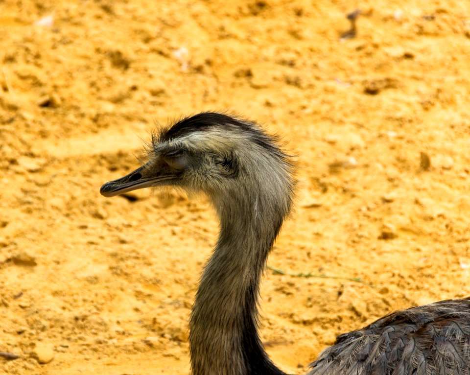 Nandou Rhea americana JdP Paris 22septembre2013