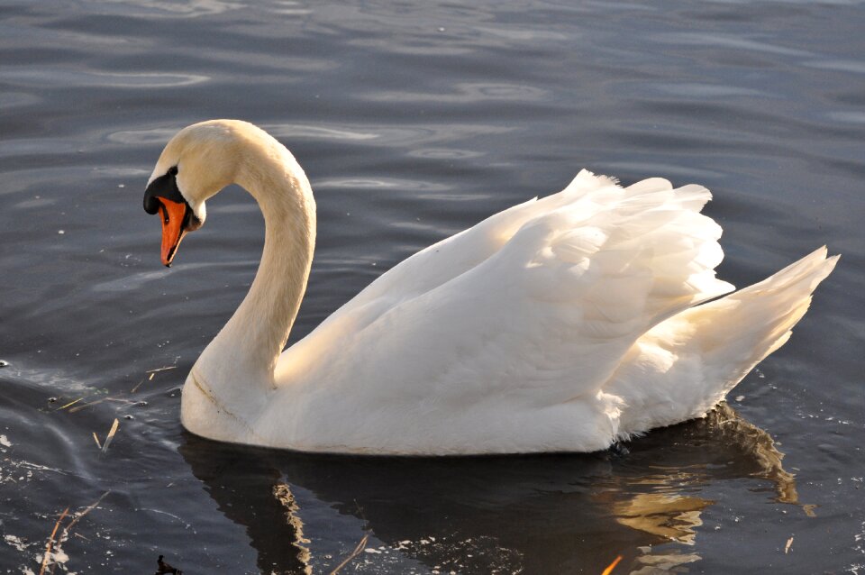 Animal wildlife swimming