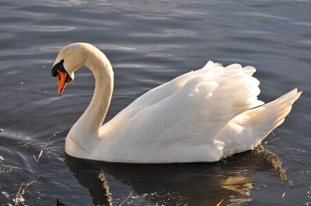 Animal wildlife swimming