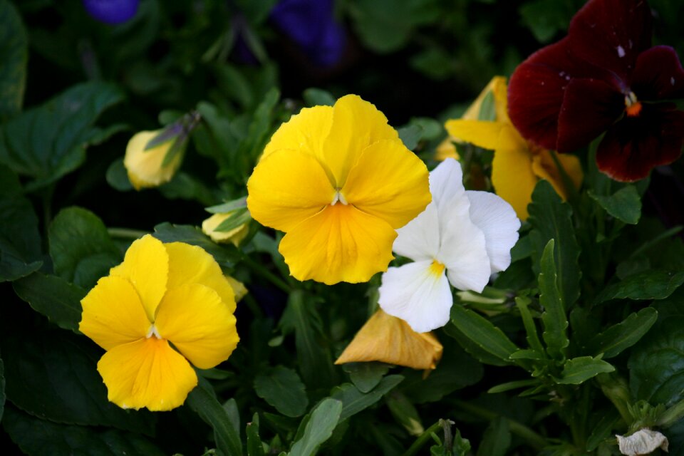 Flower bed dacha raznotsvet