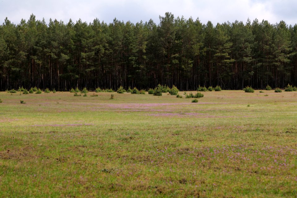NSG Kleine Schorfheide 2021-05-29 43