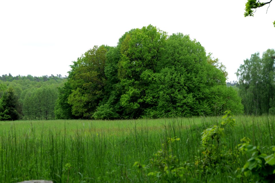 NSG Brüsenwalde 2021-05-29 50