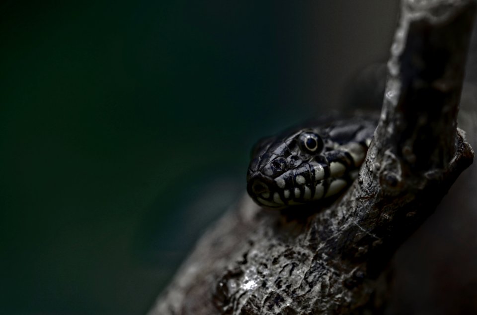 Natrix maura - Vipernnatter - Portrait