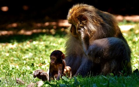 Endangered species monkey mountain salem animal