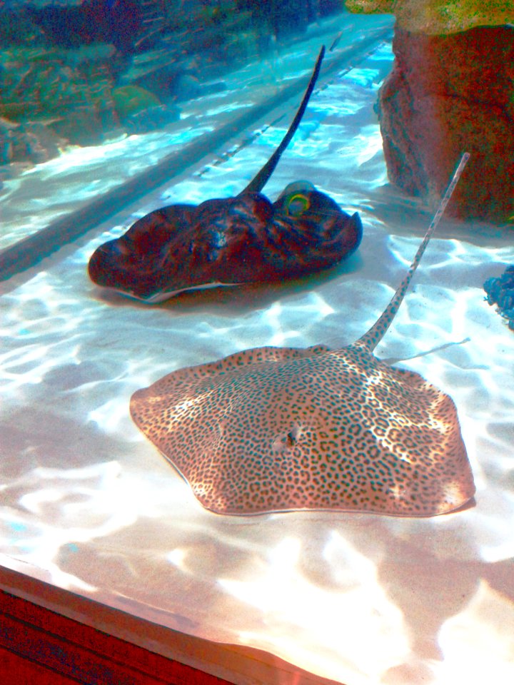 Nagoya Aquarium (11)