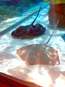 Nagoya Aquarium (11)