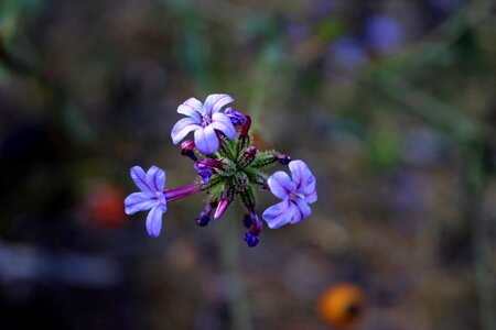 Aqil purple plant