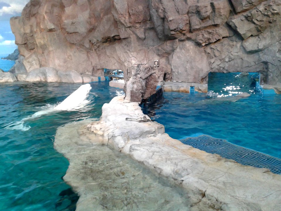 Nagoya Aquarium beluga (2)