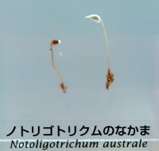 Notoligotrichum australe - National Museum of Nature and Science, Tokyo - DSC07601