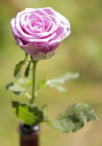 Floral petal love