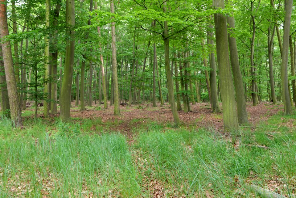 Near Mossberge 2020-05-15 20