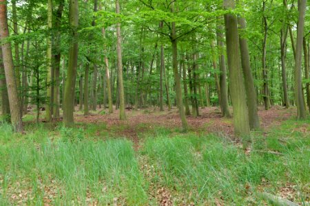 Near Mossberge 2020-05-15 20