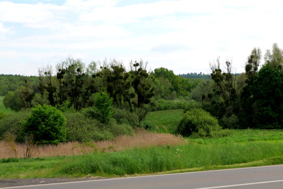 NSG Mellensee-Marienfließ from street 2021-05-29 11