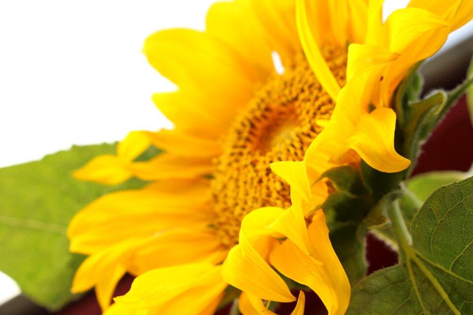 Yellow life sun